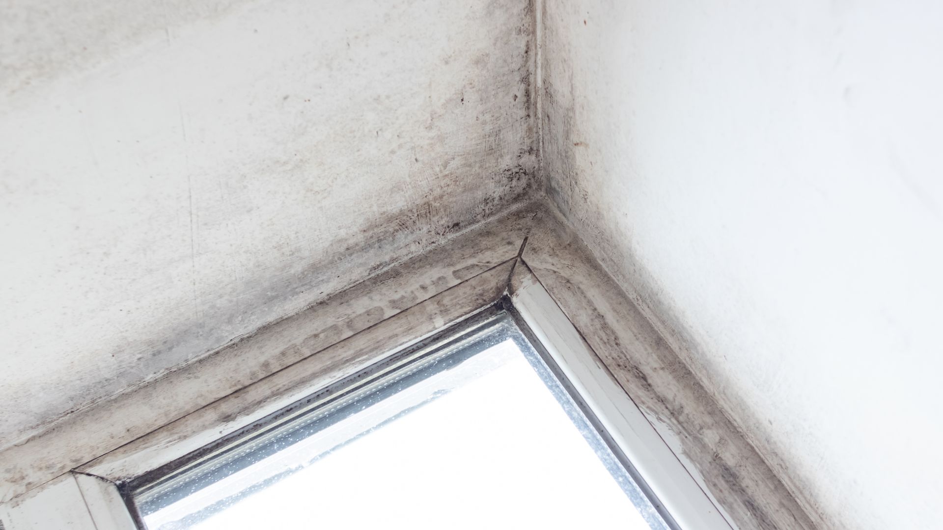 Differences Between Mold Restoration and Mold Remediation