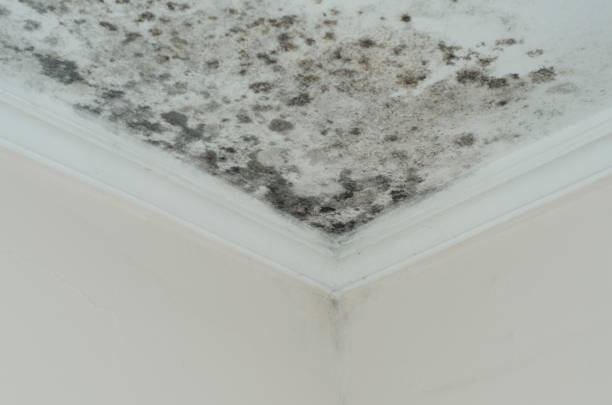 how to get rid of mold damage at home