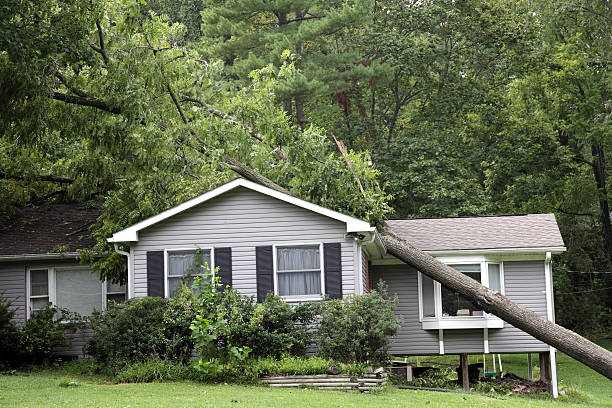 a fallen tree on a house after storm