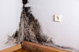Black mold