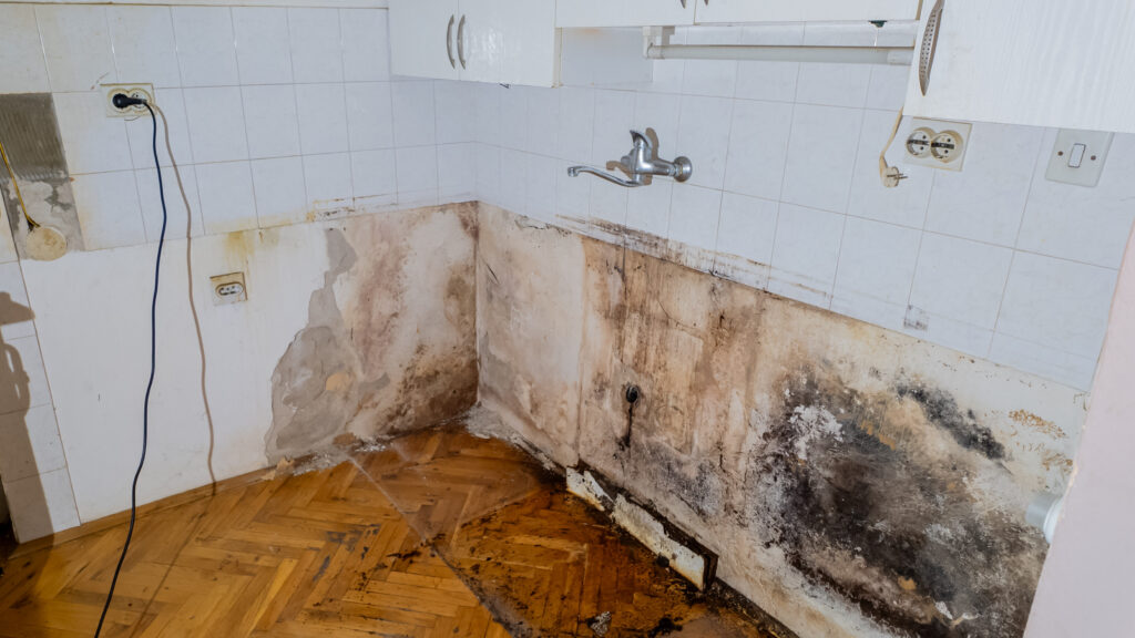 Mold remediation near me