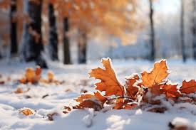 Fall and winter