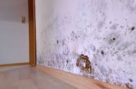 Mold growth