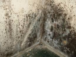 Toxic black mold