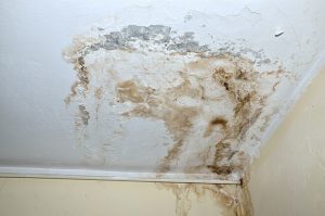 How Fall Weather Triggers Mold Growth in Utah Homes (And What You Can Do About It)