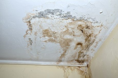 How Fall Weather Triggers Mold Growth in Utah Homes (And What You Can Do About It)