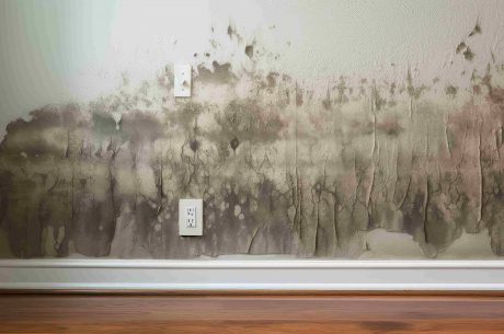 Post-Monsoon Mold