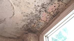 Mold growth