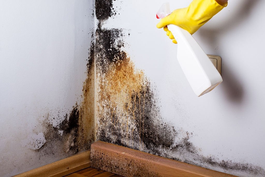 Mold Is Dangerous to Your Home and Your Health