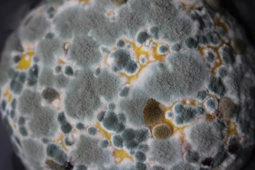 Mold in the home