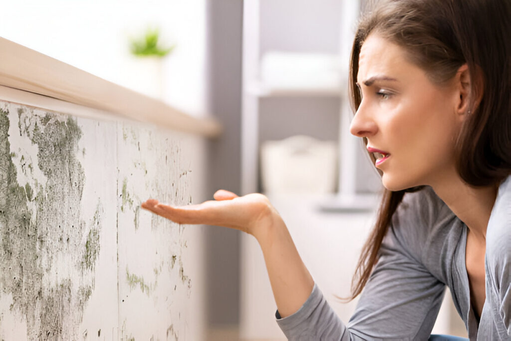 Here’s What to Do After Discovering Mold in Your Home in Sarasota: