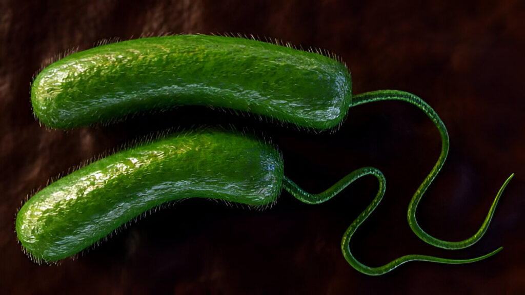 Vibrio vulnificus disinfecting after a storm