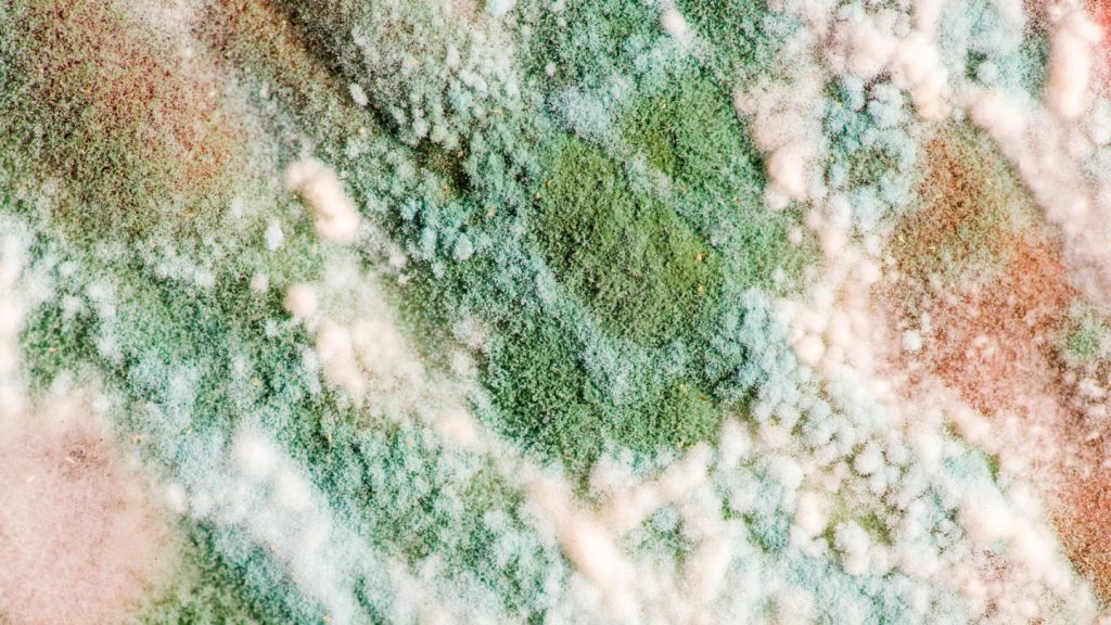 Mold Services