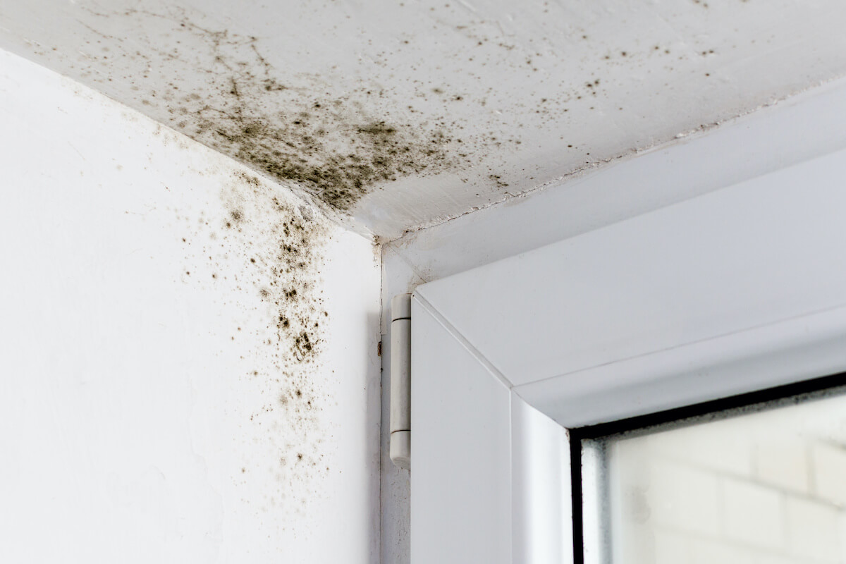 mold near window mold removal services