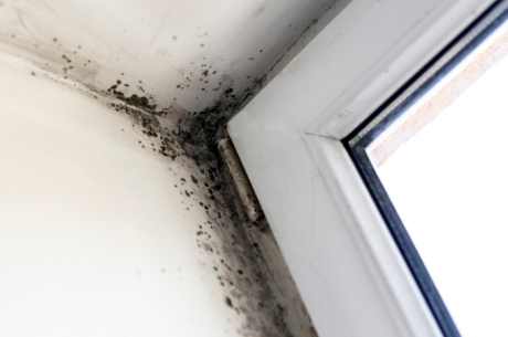 How To Prevent Mold Growth?