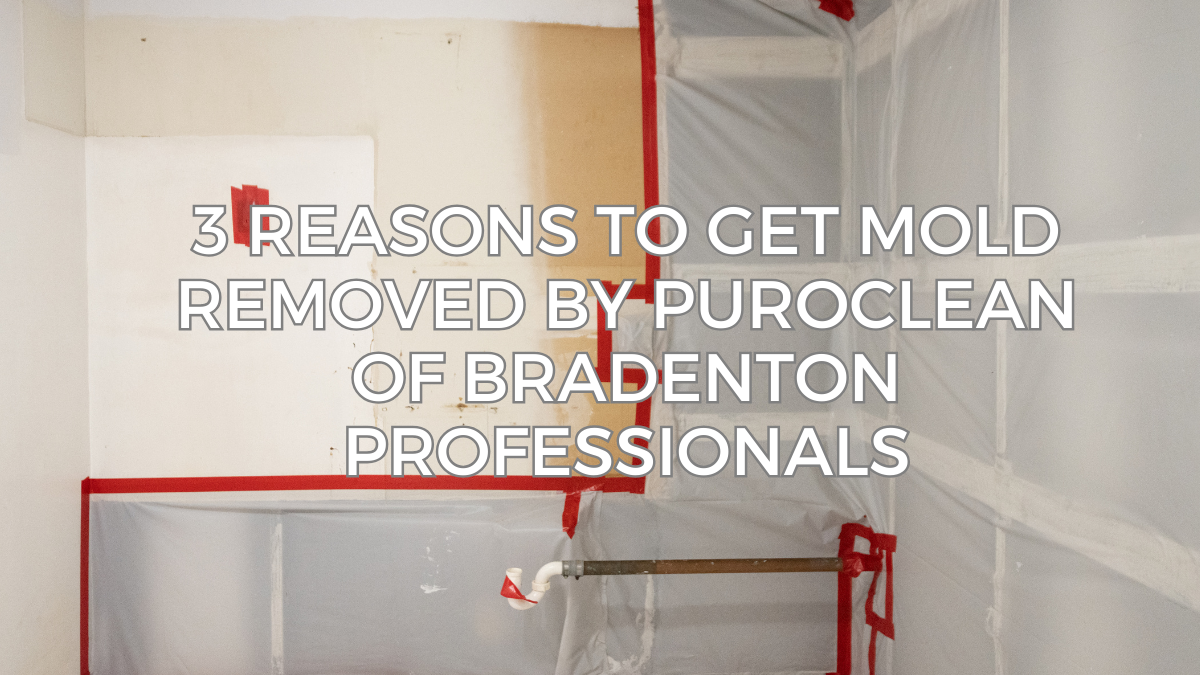 PUROCLEAN OF BRADENTON: 3 REASONS TO GET YOUR MOLD REMOVED BY US