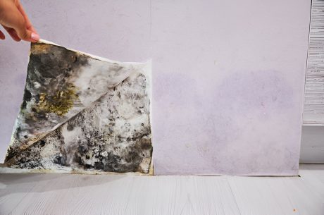 common places mold hides in Sarasota