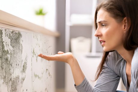 Here’s What to Do After Discovering Mold in Your Home in Sarasota: