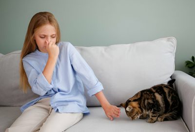 pet odor removal in sarasota