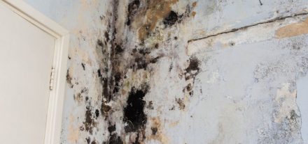 How Much Does It Cost To Remove Water from Walls - Mold removal