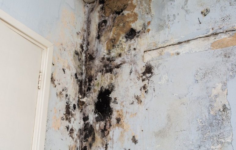 How Much Does It Cost To Remove Water from Walls
