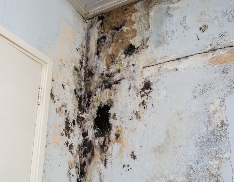 How Much Does It Cost To Remove Water from Walls?