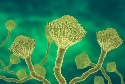 how to get rid of mycotoxins in the home