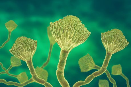 how to get rid of mycotoxins in the home