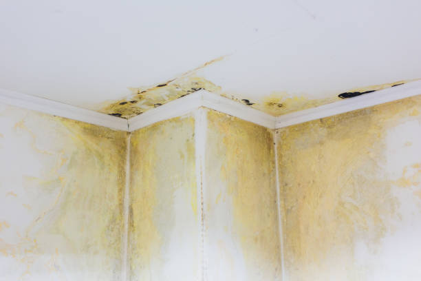 Mold Removal in Palmer Ranch