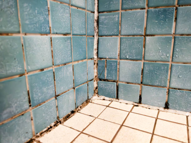 Mold Removal in The Meadows