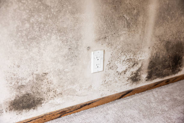 Mold Removal in Longboat Key