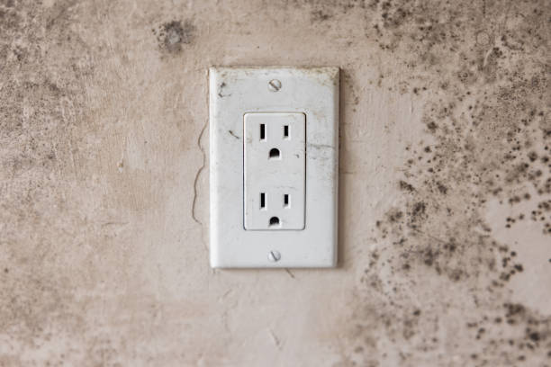 Mold Removal in Safety Harbor