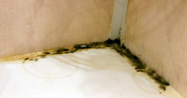Mold Removal in Sarasota