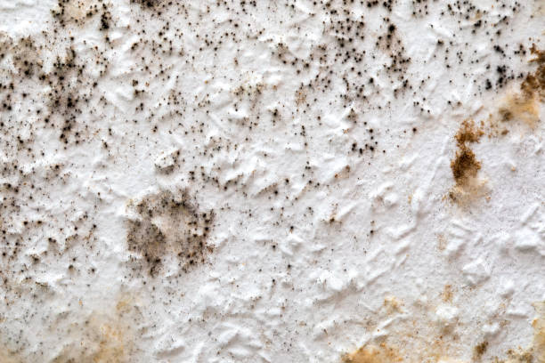 Mold Removal