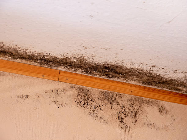 Mold Removal in Bradenton