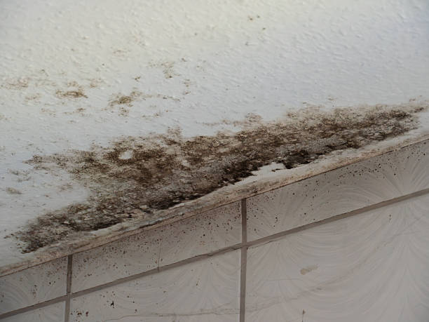 Mold Removal in Lakewood Ranch