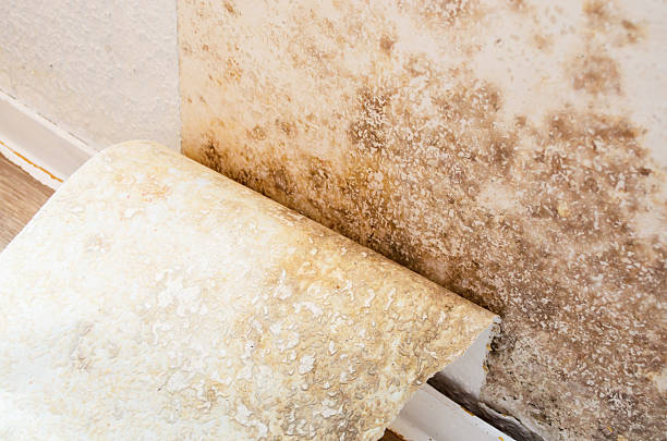 Mold Removal process
