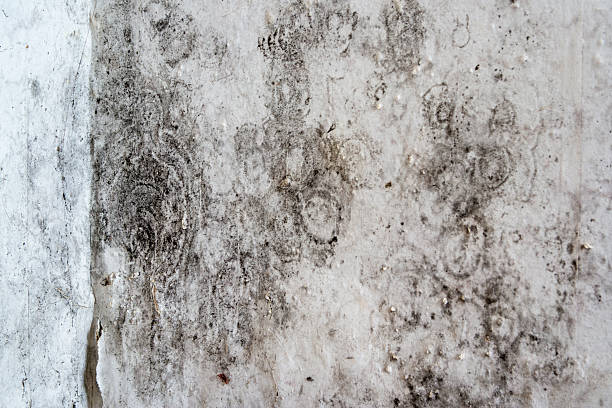 Mold Removal in Osprey