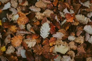 Pile of colorful autumn leaves showing seasonal change that can cause clogged gutters and water damage in North Metro Atlanta homes