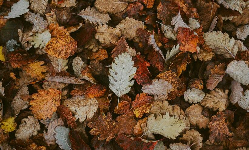 Pile of colorful autumn leaves showing seasonal change that can cause clogged gutters and water damage in North Metro Atlanta homes
