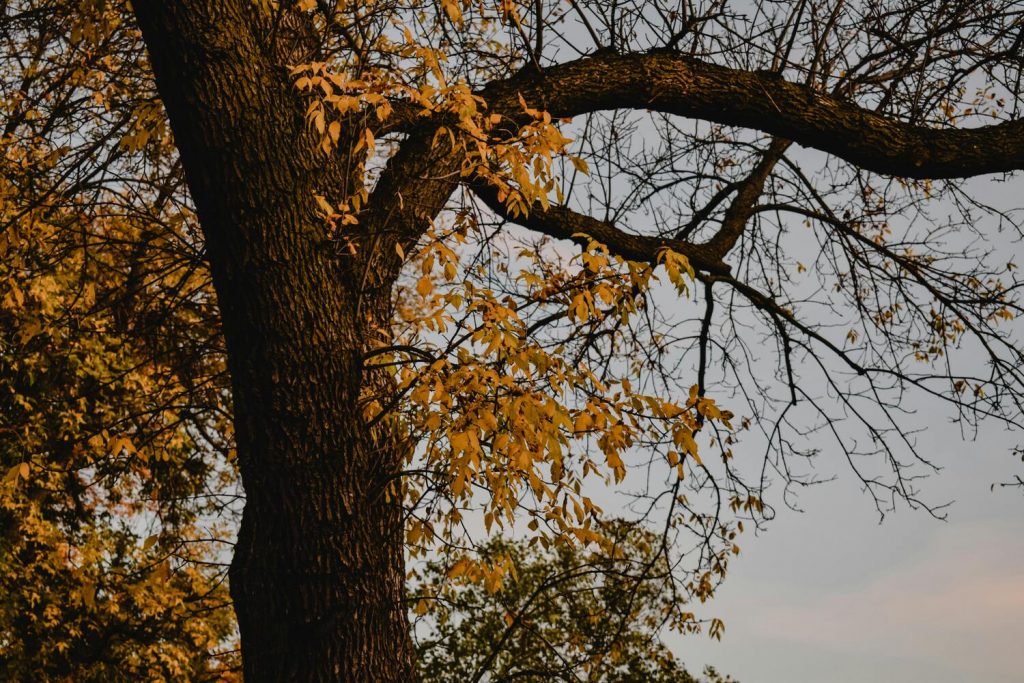 Fall in North Metro Atlanta