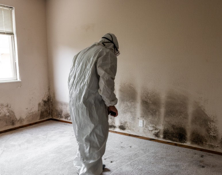 Mold Remediation and Removal