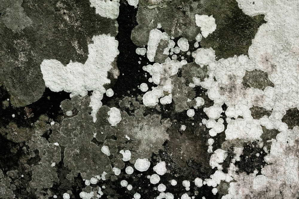 Black Mold Removal