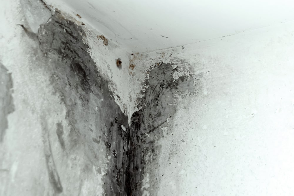 Black Mold Removal Service