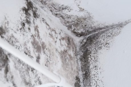 Visible Mold Growth