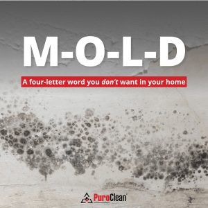 mold removal