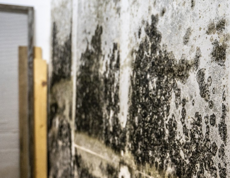 Addressing Mold Growth