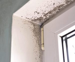 Detecting and Addressing Mold Growth Before It Spreads