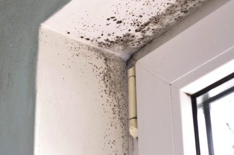 Detecting and Addressing Mold Growth Before It Spreads