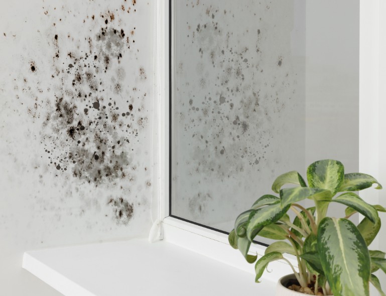 What to Do When Mold is Detected